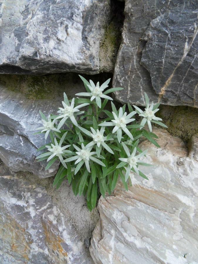 Landhaus Rieser Bad Hofgastein Dış mekan fotoğraf